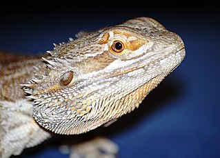 Leopard Gecko Or Bearded Dragon The Better Pet That Reptile Blog,1st Anniversary Ideas In Lockdown