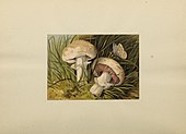 Illustration of two white mushrooms in grass. One mushroom is laying on its side, and a small butterfly has landed on it.
