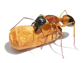 Муравей Camponotus consobrinus с коконом