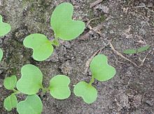 Two seed leaves during germination