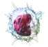 Blausen 0649 Monocyte (культура) .png