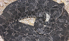 Description de l'image Bothrops ammodytoides.jpg.