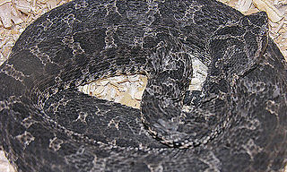 Description de l'image Bothrops ammodytoides.jpg.