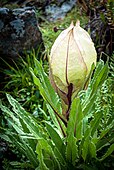 Brahma Kamal Saussurea obvallata.[2]