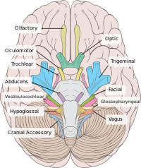 200px-Brain_human_normal_inferior_view_with_labels_en.svg.png