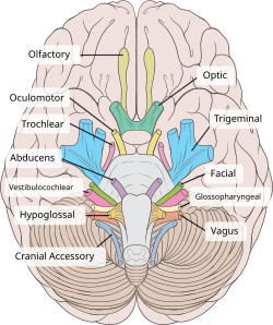 Basis cerebri