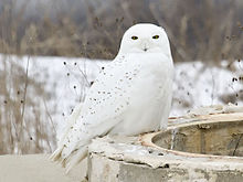 Male snowy owls such as this are particularly distinctive due to the more extensive covering of white feathers. Bubo scandiacus male Muskegon.jpg