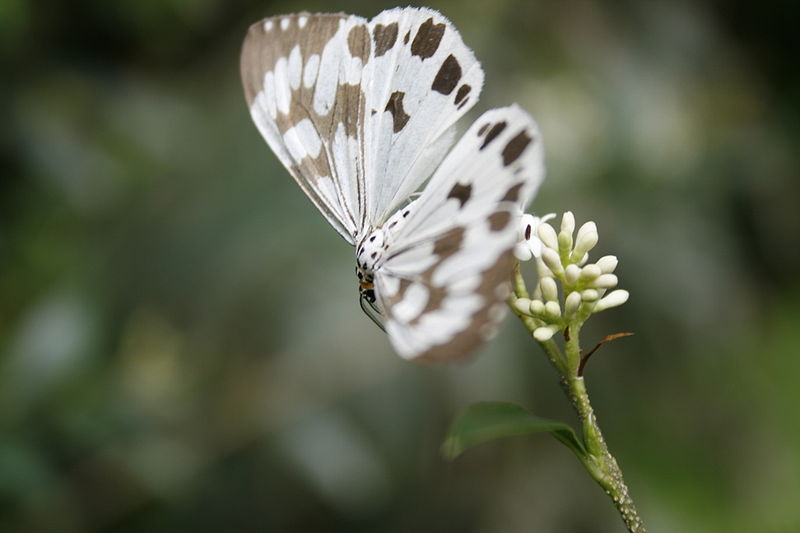 Butterfly sikkim