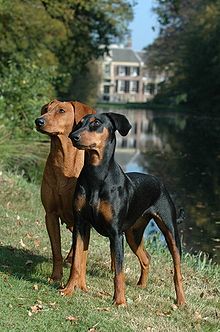 dua ekor anjing berbulu licin langsing, seekor merah cerah, seekor lagi hitam dengan tanda-tanda sawo matang