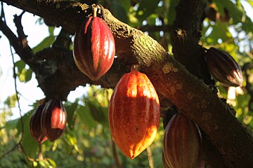 Cacao tree in Espírito Santo