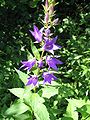 Geniş yapraklı çan çiçeği (Campanula latifolia)