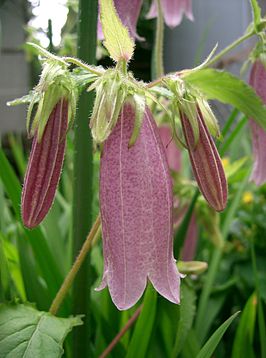 Campanula punctata