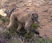 Baboon Troop