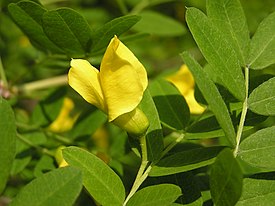 Siperianhernepensas (Caragana arborescens)