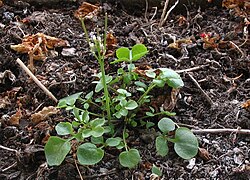  Cardamine hirsuta