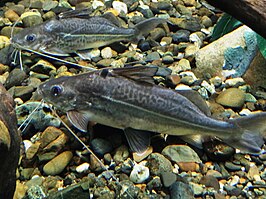 Pimelodus ornatus