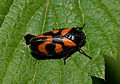 Cercopis vulnerata moosheide01. jpg