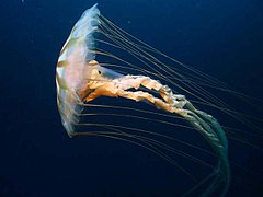 Chrysaora sp. (Scyphozoa)