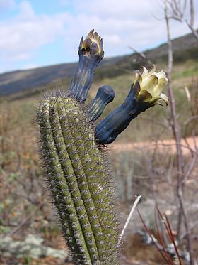 Cipocereus minensis