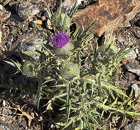 Cirsium vulgare