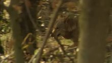 File:Close opnamen wolf-Stichting Natuurbeelden-170951.webm