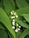 Une fleur de muguet