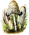 Ilustración de Coprinus comatus de 1913[8]​