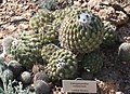 Coryphantha calipensis