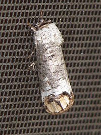 Cossula magnifica (Cossulinae)