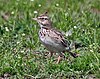 Crested Lark (Galerida cristata) at Sultanpur I Picture 118.jpg