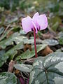 Cyclamen coum close-up of the flower