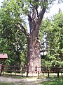 Chrobry Oak