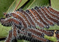 Um grande grupo de lagartas marrons com pelos longos brancos se alimentando de folhas.