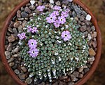 Artikel: Dionysia microphylla