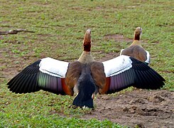 'n Broeipaar in die Krugerwildtuin