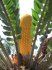 Male cone of Encephalartos woodii