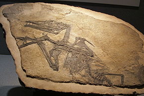 Descripcion d'l'imatge Eudimorphodon ranzii.jpg.