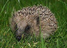 A spiky haired hedgehog sits in the grass, facing the camera.