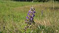 Lupine an der Nordspitze des FFH-Teilgebietes „Böxlunder Eichenkratt“