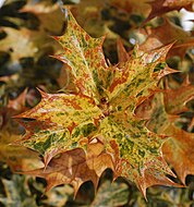 Eine Stachelblättrige Duftblüte im Herbst