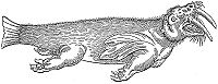 Walrus (rozmár) Conrad Gessner, De Piscium & Aquatilium Animantum Natura (1558) című művéből. Az állat képét, melyet ő "rosmarus"-nak nevezett, Olaus Magnus nyomán közölte, de kételkedett a létezésében, mert szerinte "a halaknak nincs lába".
