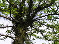 dřezovec texaský; arboretum Chèvreloup, Rocquencourt, Francie