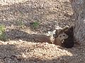 ein „Ground Squirrel“, ein Antilopenziesel?, sehr häufig aber scheu, ca. 25 cm