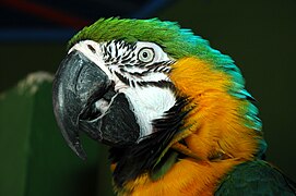 Guacamayo azulamarillo (Ara ararauna)