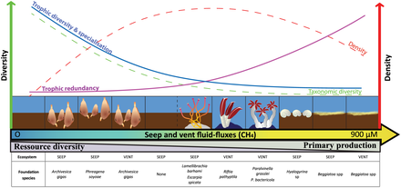 Conceptual diagram of faunal community structure and food-web patterns along fluid-flux gradients within Guaymas seep and vent ecosystems. Guaymas seep and vent ecosystems.png
