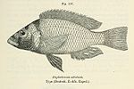 Haplochromis schubotzi