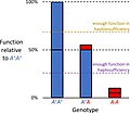 Novel explanation of haploinsufficiency