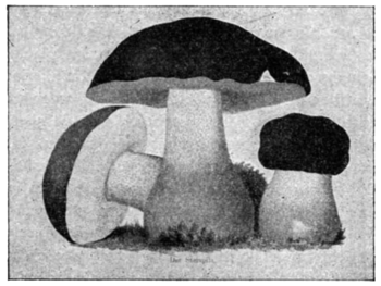 Eetbare Boletus of Eekhoorntjesbrood