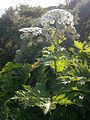 Heracleum mantegazzianum