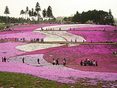 Hitsujiyama-park Phlox subulata 2005.